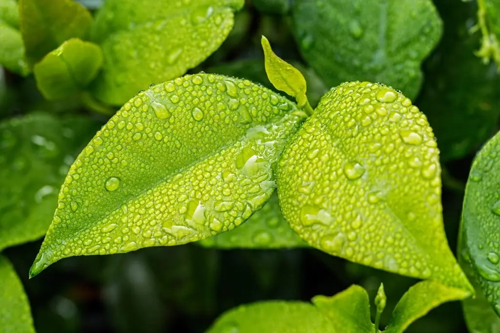 Image symbolizing mint flavored specialty coffee